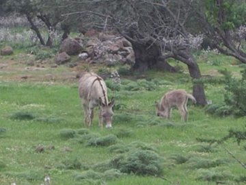 Agriturismo Sardinie - Dorgali - Boerderij Neule (22)